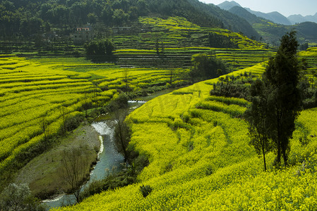 油菜花海树木自然风景摄影图