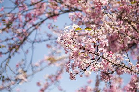 春天桃花摄影照片_春天盛开桃花花枝自然风景摄影图