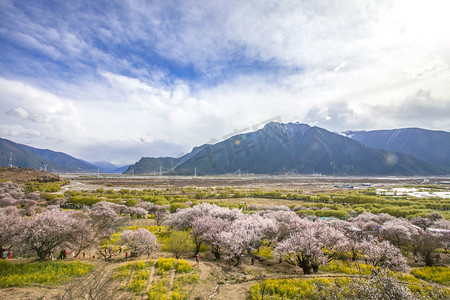 林芝桃花林摄影图