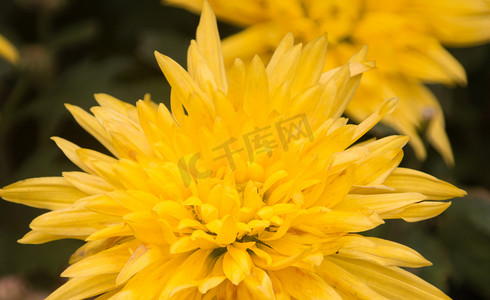 重阳黄色摄影照片_春天黄色菊花花朵自然风景摄影图