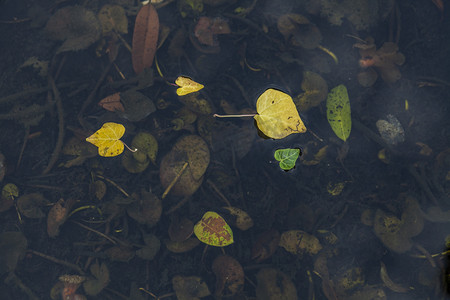 水中黄叶自然风景摄影图配图