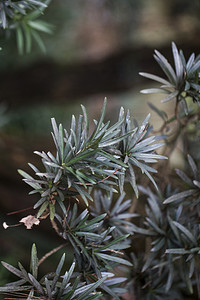 一簇叶子摄影照片_杭州植物园风景罗汉松绿色植物摄影图