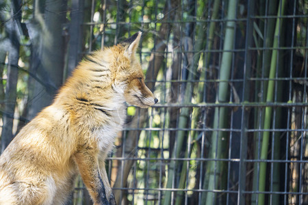 坐着的野生动物狐狸摄影图