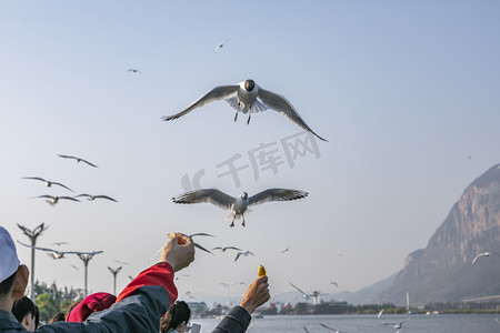 群鸟摄影照片_滇池海鸥摄影图