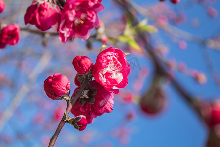 蓝天下碧桃桃花植物自然风景摄影图