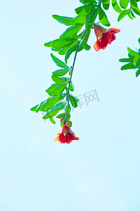 夏天红色石榴花摄影图