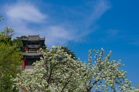 千山梨花节摄影照片_千山五龙宫梨花摄影图