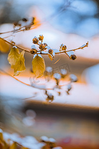 雪花图摄影照片_冬天树枝摄影图