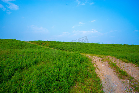 植物里小路摄影图