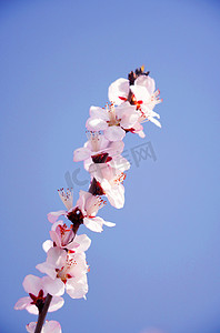 桃花花枝摄影图