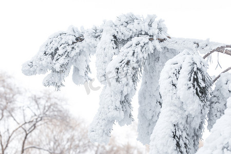 大吉林茶摄影照片_冬季松树雾凇树挂积雪摄影图
