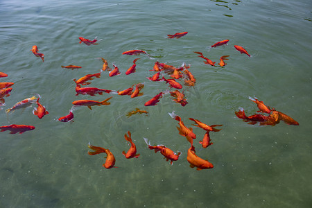 水中悠然戏水红色小鱼摄影图