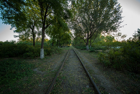 清晨还未升起太阳树木火车轨道摄影图