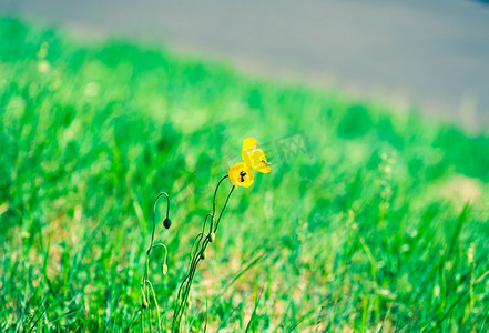 黄色花朵草地摄影图