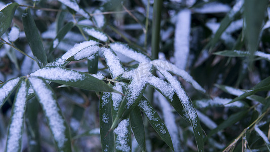 冬天植物摄影照片_冬天雪后竹叶摄影图