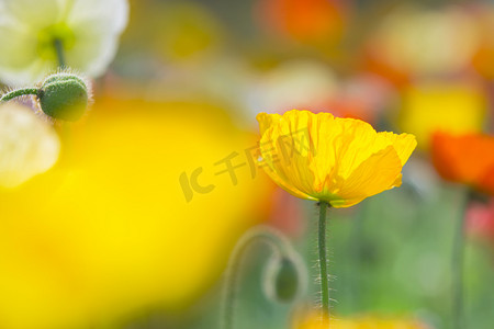 初春立春春分摄影照片_初春自然风景花朵摄影图