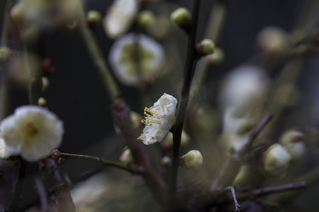 腊月梅花摄影照片_杭州植物园风景白梅摄影图