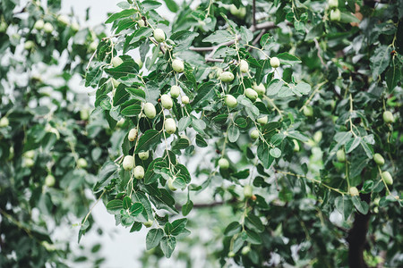 枣树树枝植物摄影图