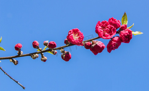 桃花桃花摄影照片_春天蓝天下碧桃自然风景摄影图