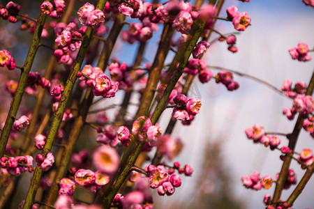 冬天梅花开粉红花枝自然风景摄影图