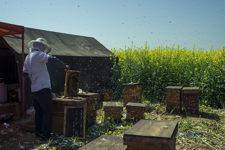 春天蜂农摄影图