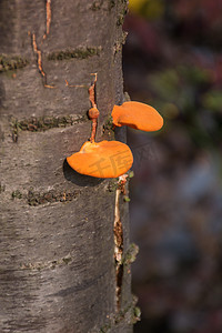 春天树干上生长橘色鲜艳蘑菇摄影图