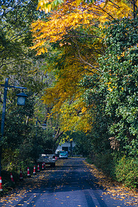 深秋树木落叶道路摄影图