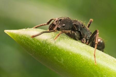 昆虫动图摄影照片_蚂蚁摄影图