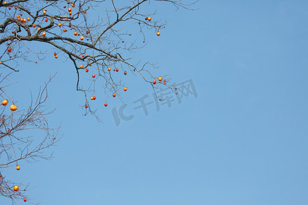 秋天柿子蓝天摄影图