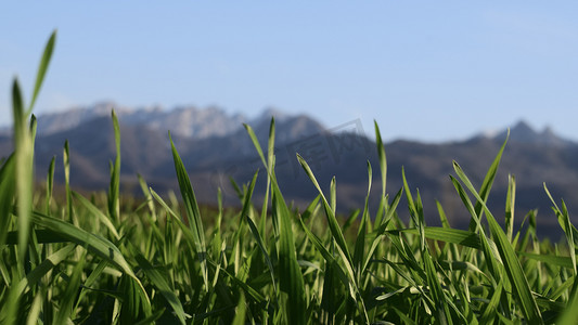 绿色春天图摄影照片_冬天小麦叶子摄影图
