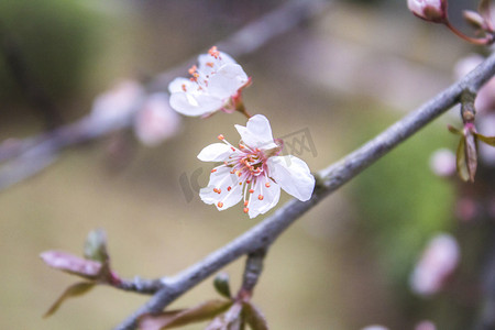 梅花动图摄影照片_冬天公园里面绽放梅花花朵自然风景摄影图