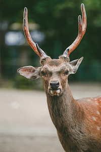 日本奈良公园梅花鹿摄影图