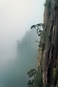 松树和岩石摄影图