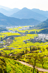 婺源魅力之旅摄影照片_乡村婺源油菜花风光摄影图