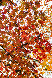 米黄色枫叶摄影照片_红色枫叶摄影图