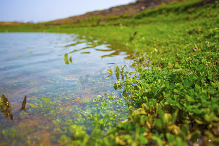湖边摄影照片_春天野外湖边植物野外水中植物自然风景摄影图