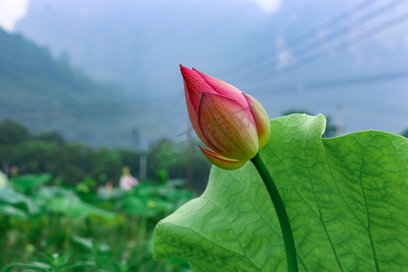 莲花摄影照片_含苞待放荷花摄影图