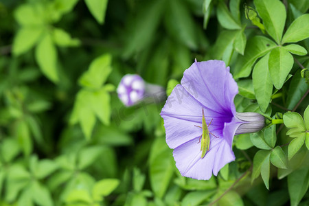 紫色花朵摄影照片_夏日盛开唯美牵牛花摄影图