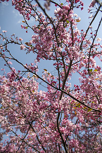 春天盛开桃花杏花自然风景摄影图