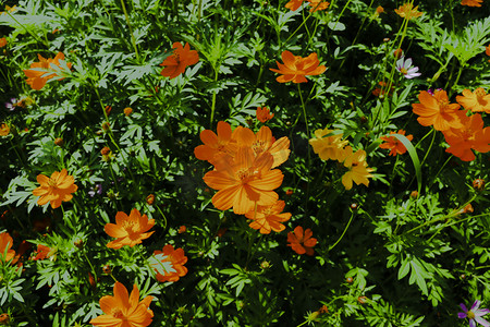 植物绿叶花朵摄影照片_黄色花朵植物摄影图