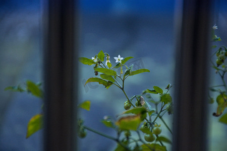 铁窗外野花草自然风景摄影图