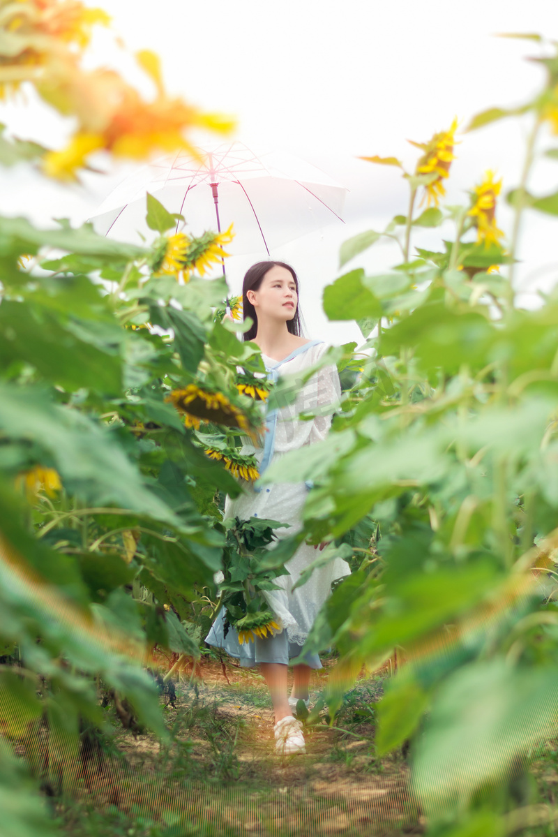 向日葵里撑伞的少女高清摄影大图 千库网