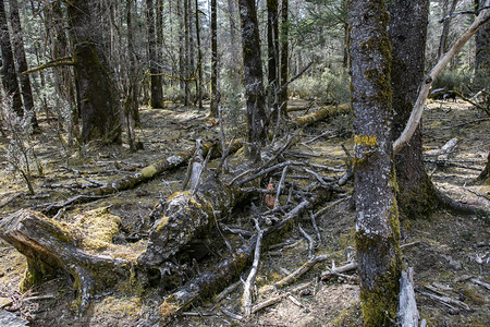 林木摄影照片_自然风景青山古树森林摄影图