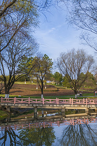 米黄色自然风景摄影照片_公园树木水边自然风景摄影图