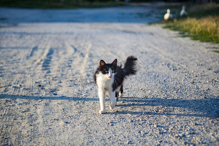 扁平人走在路上摄影照片_路上一只猫摄影图