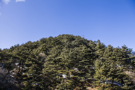 千姿百态摄影照片_尧山千姿百态树摄影图