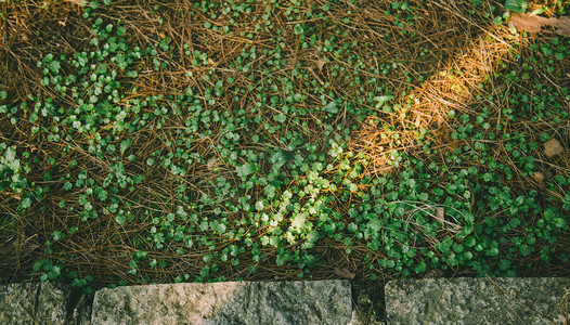 大地之歌摄影照片_大地绿色植物小草自然风景摄影图
