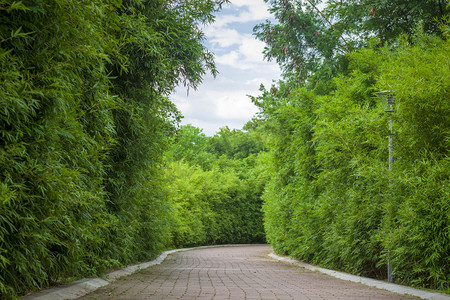 宜宾竹林摄影照片_竹林小道摄影图