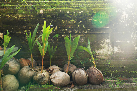 椰子壳叶子摄影图