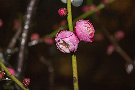 姐妹梅花植物自然风景摄影图